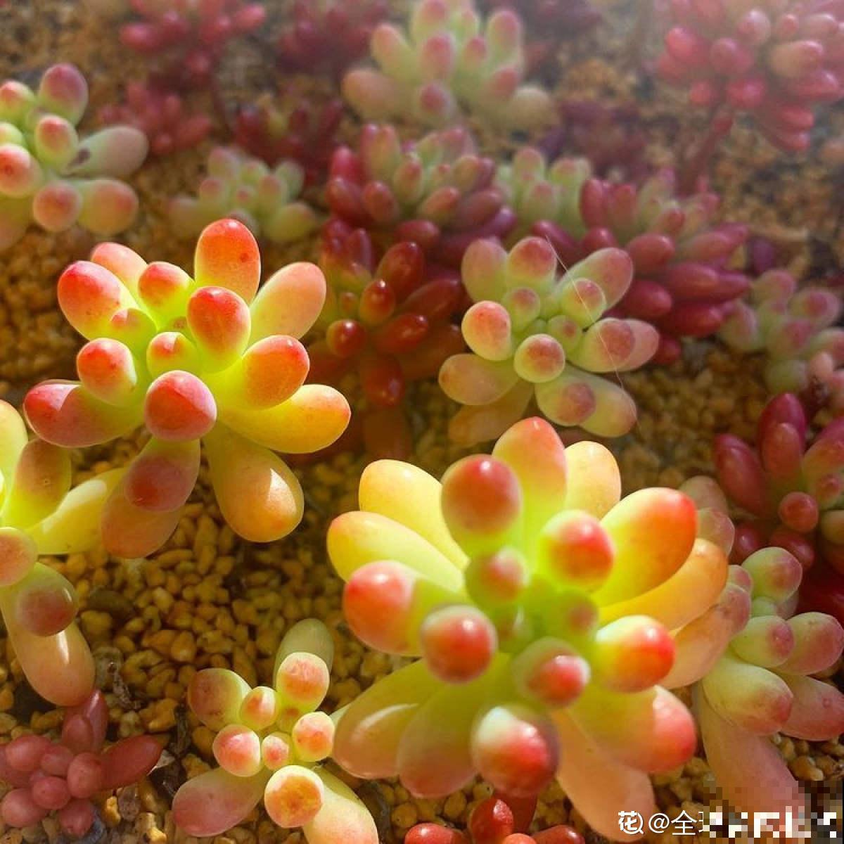 多肉冬天冻一冻，颜色就变成了调色盘，好看极了！