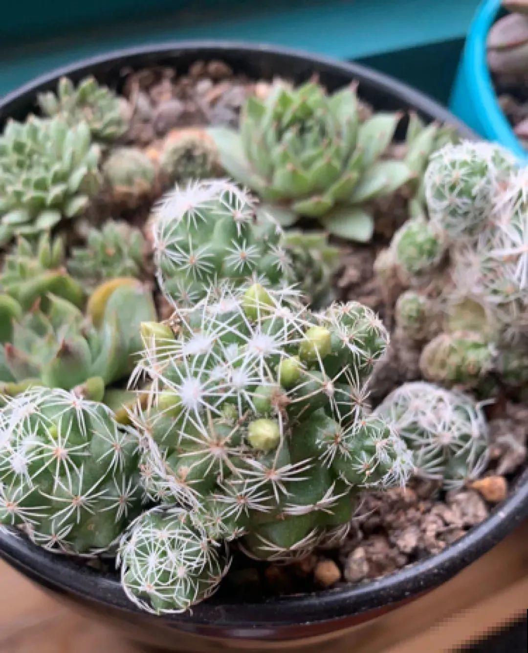 6种花净化空气效果好，放卧室特养人，睡得还香