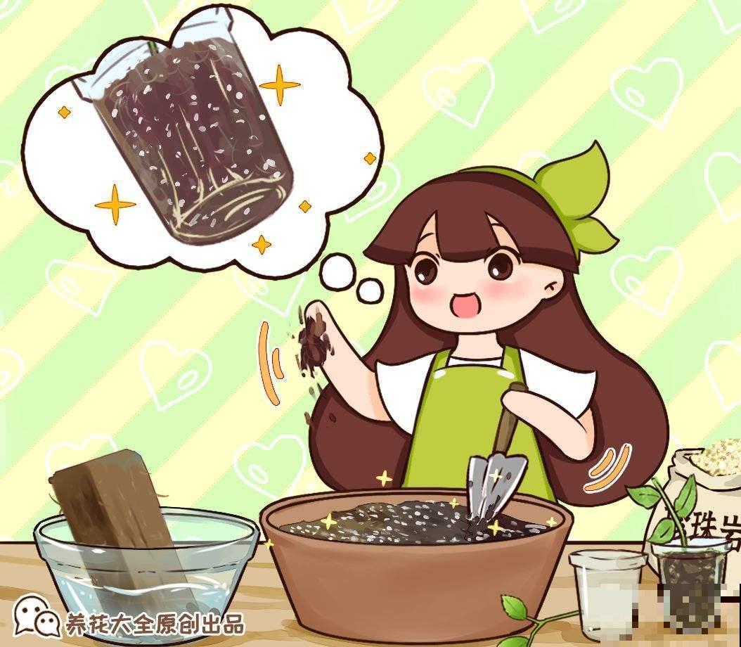 植物总是养不好？土里加这5种颗粒，再也不会黄叶烂根！