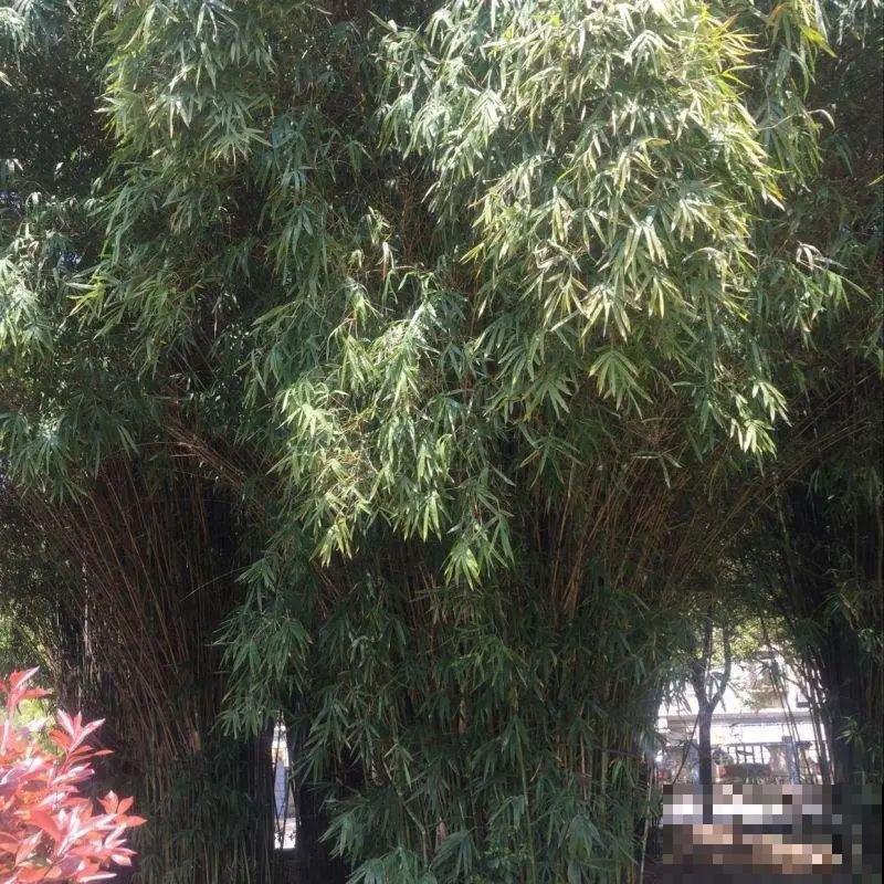 家里养盆镇宅花,一年红红火火,好运满满 家里养盆镇宅花,一年红红火火,好运满满