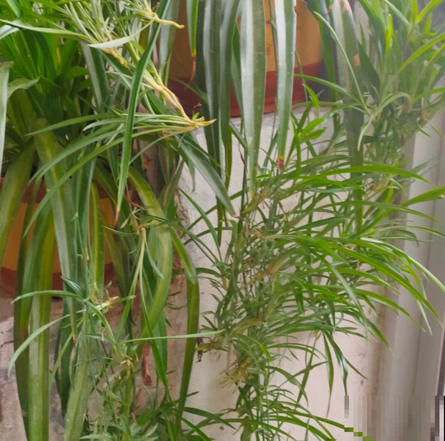 为啥孩子不爱学？房间里放一个它，效率嗖嗖上升！