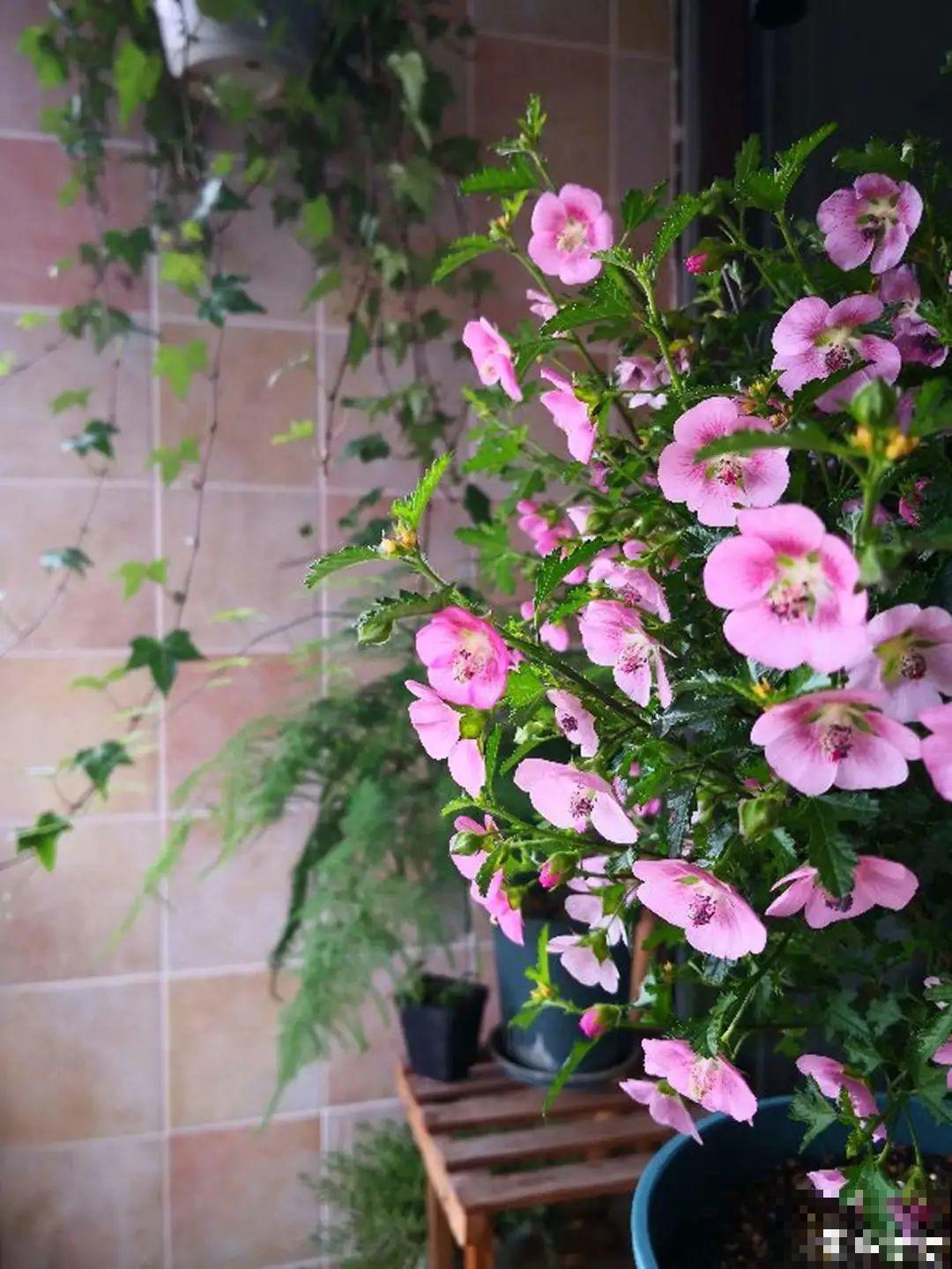 20种花春天开得正盛,花期长、容易爆花,虫害少! 20种花春天开得正盛,花期长、容易爆花,虫害少!