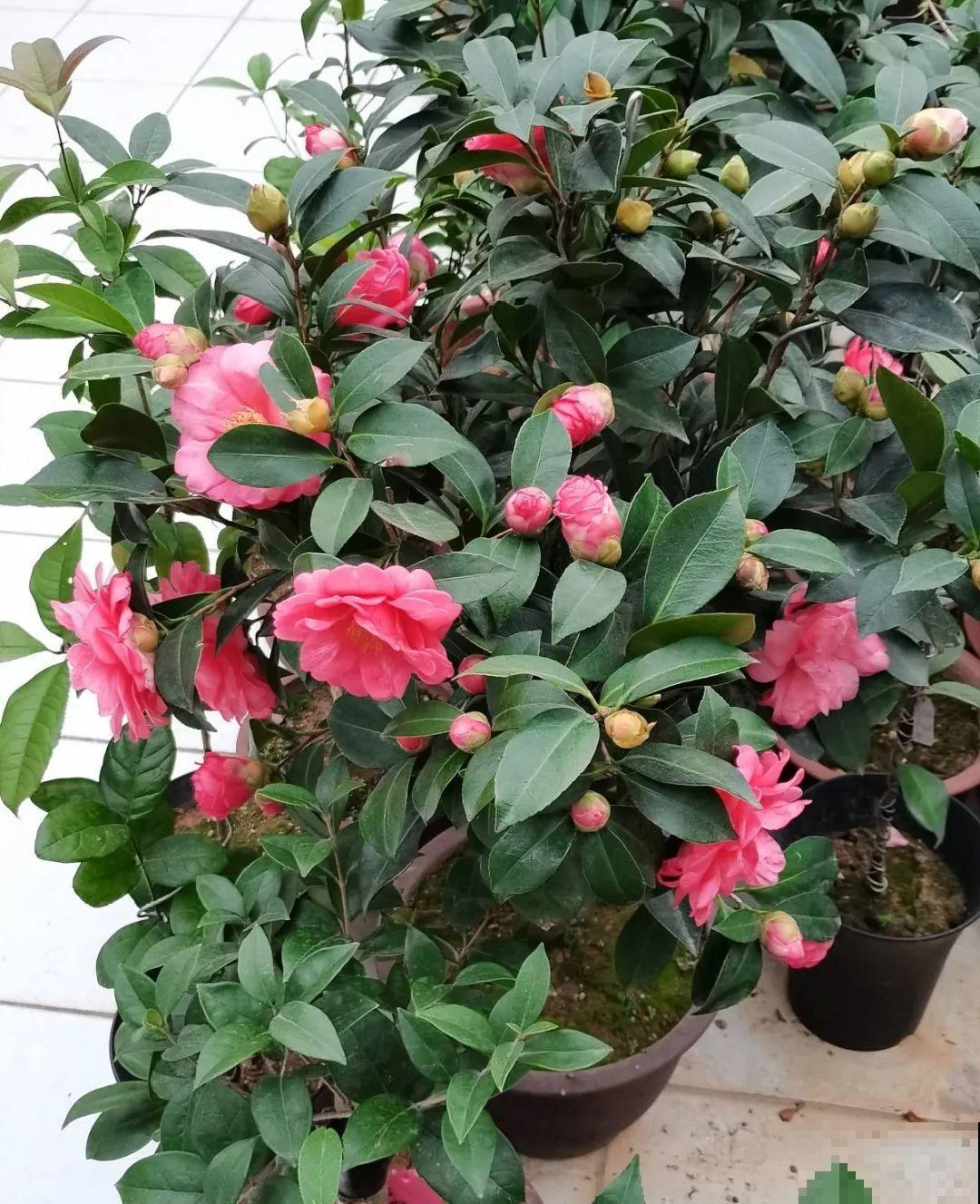 “短命”年宵花，买一盆枯一盆，太心疼