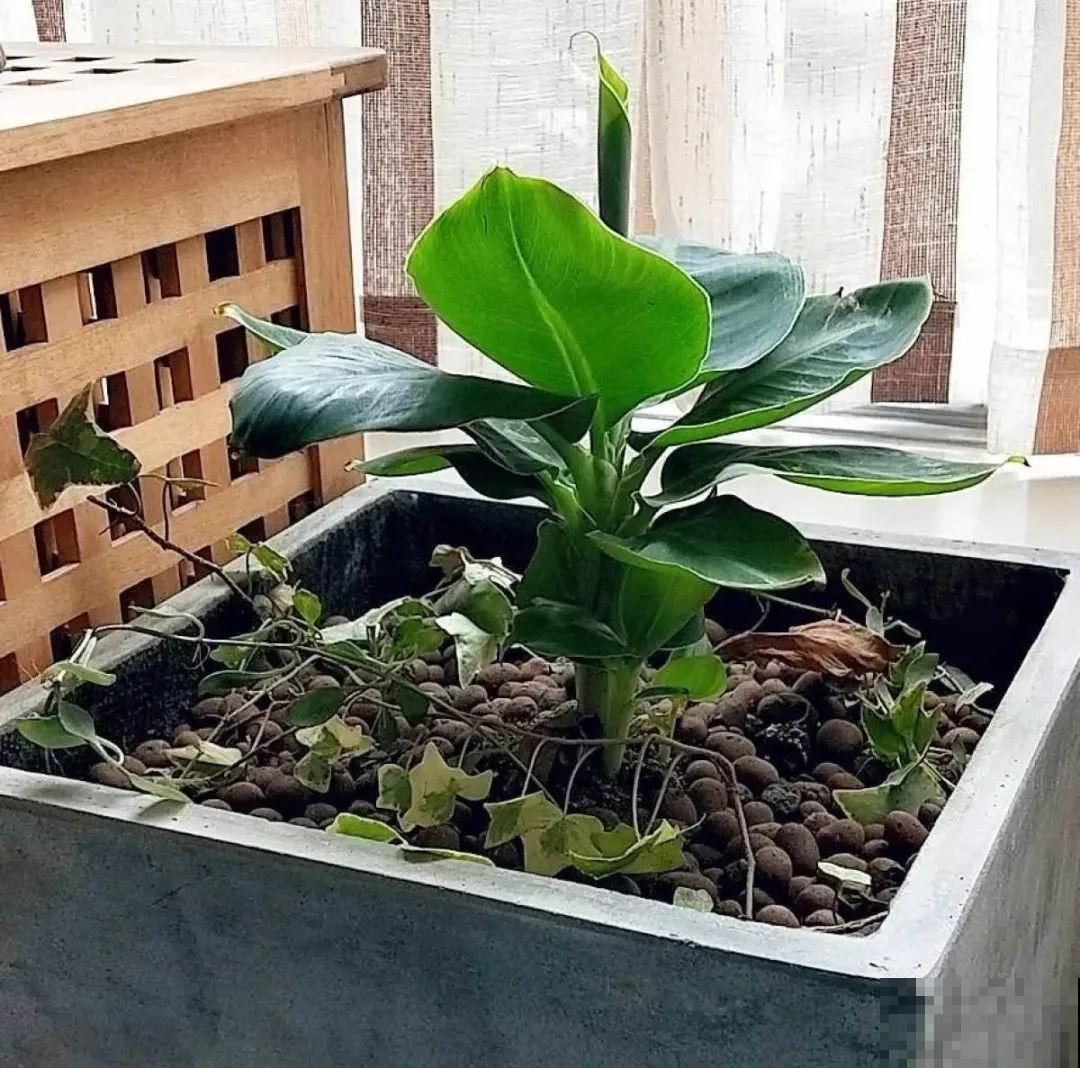 1盆苹果卖300块,为啥这么贵,难道是金苹果? 1盆苹果卖300块,为啥这么贵,难道是金苹果?