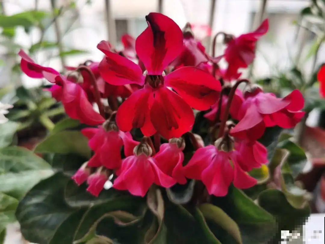 买花种子总是不对版,记住这些种子,少上当! 买花种子总是不对版,记住这些种子,少上当!