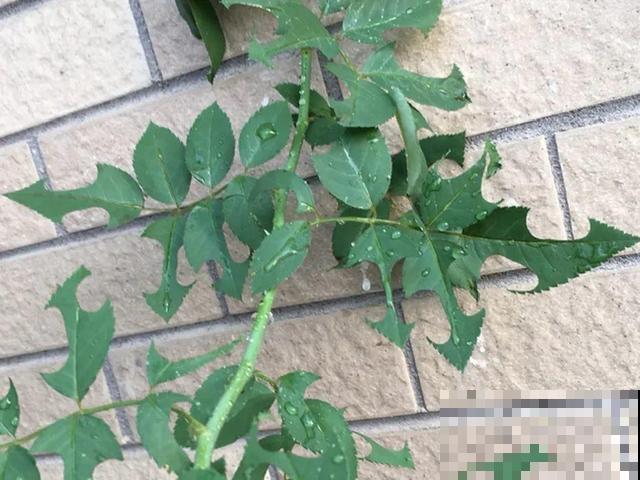 惊蛰之后，小虫乱飞，教你16种杀虫方法