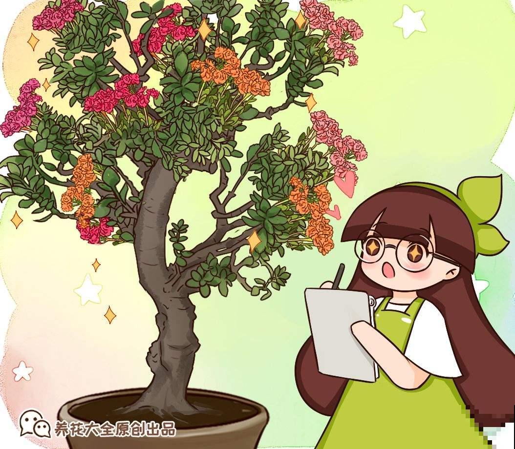 植物界的4大“老寿星”，寓意健康长寿，养的越久越值钱！