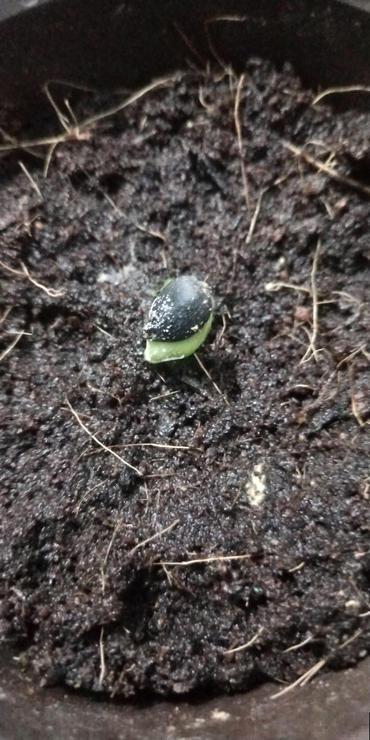 春天要给花换盆，尤其是这4种情况。早换盆植物长得好