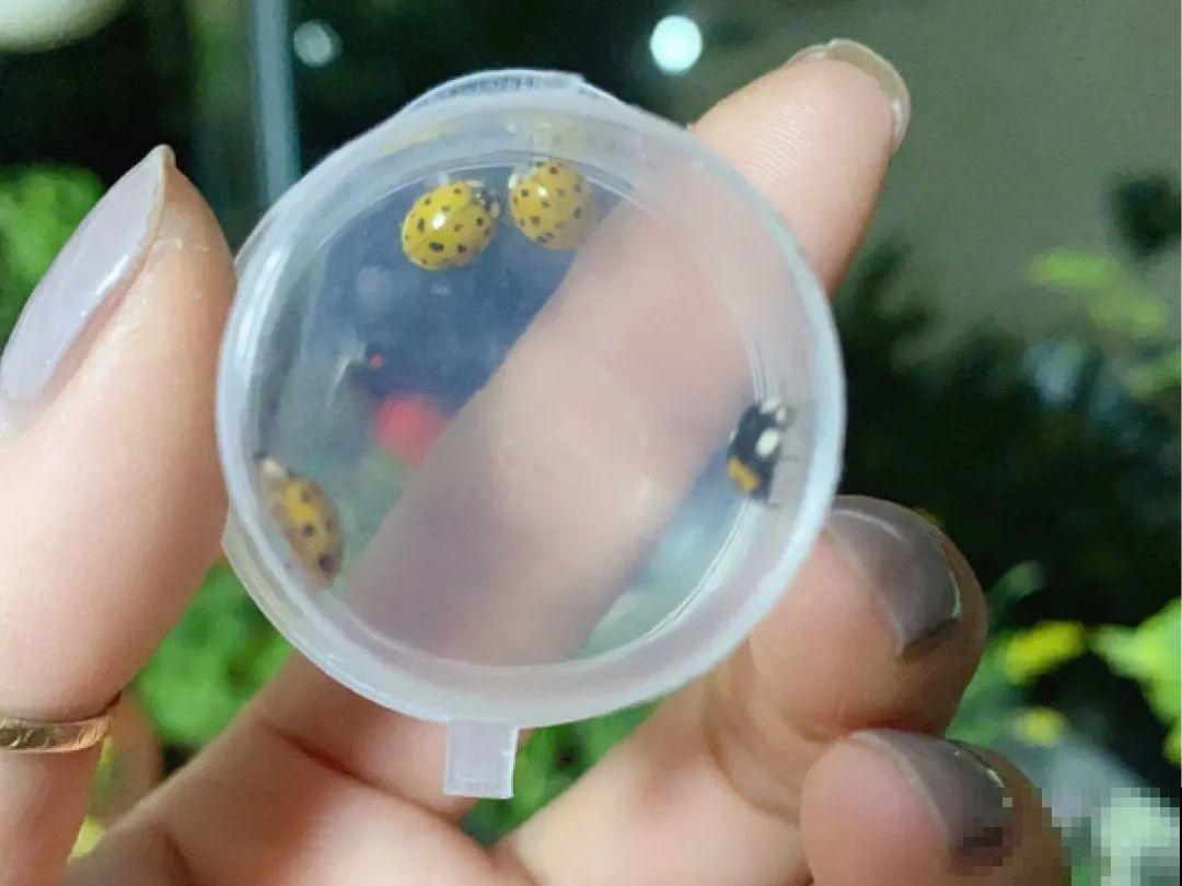 惊蛰之后，小虫乱飞，教你16种杀虫方法