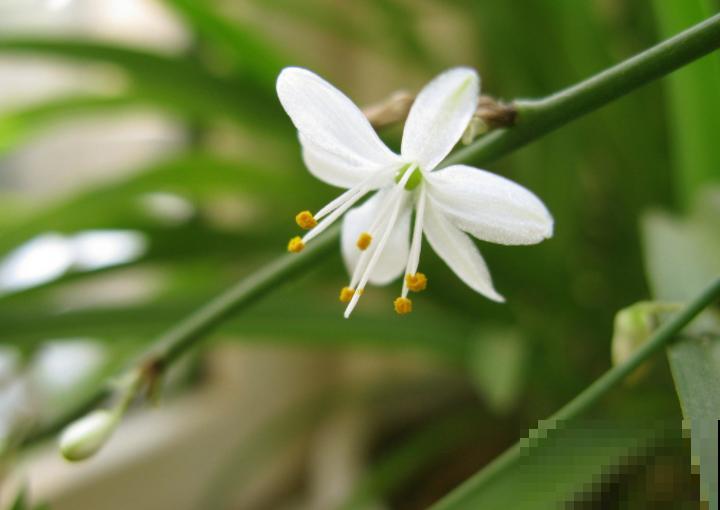 这几种花期短的花,最短只有5分钟,转眼就没了! 这几种花期短的花,最短只有5分钟,转眼就没了!