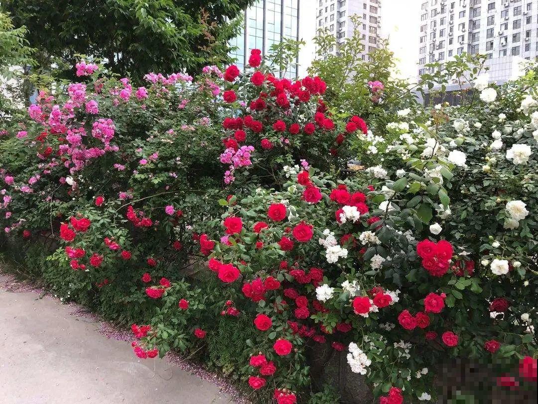 法院门口的花，全都被偷光，小偷的回答令人哭笑不得