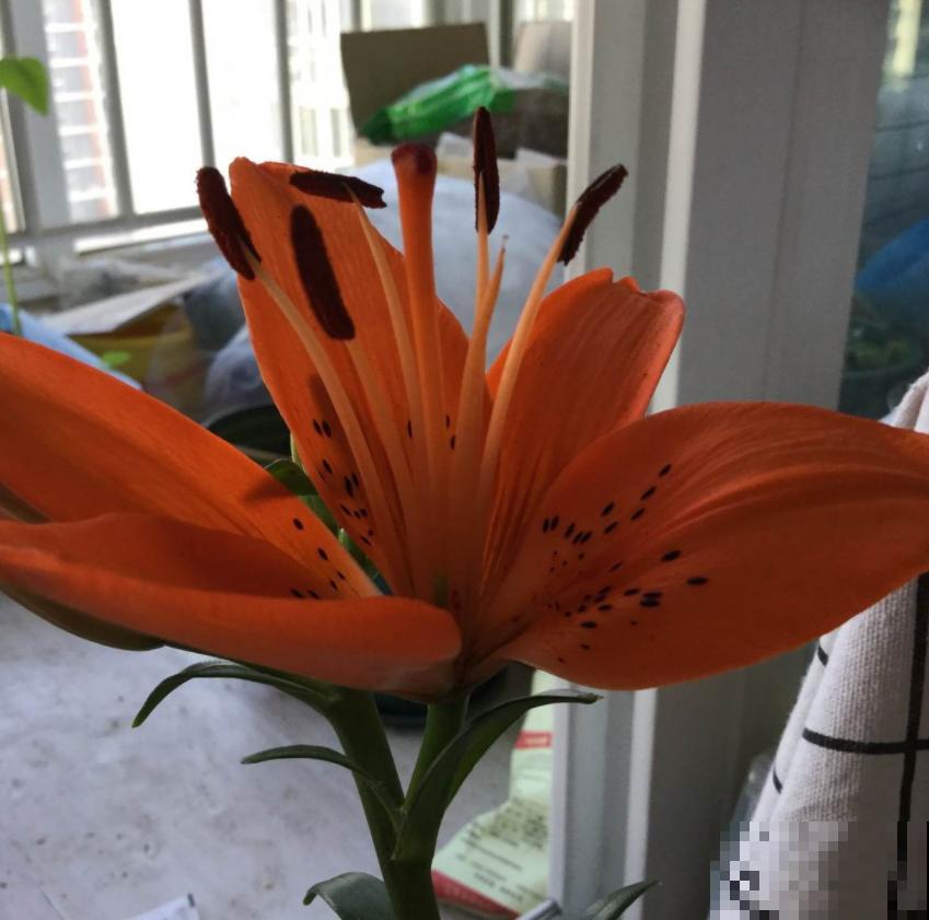 “百合”和“百合”不能混，搞错就麻烦了，品种要分清！