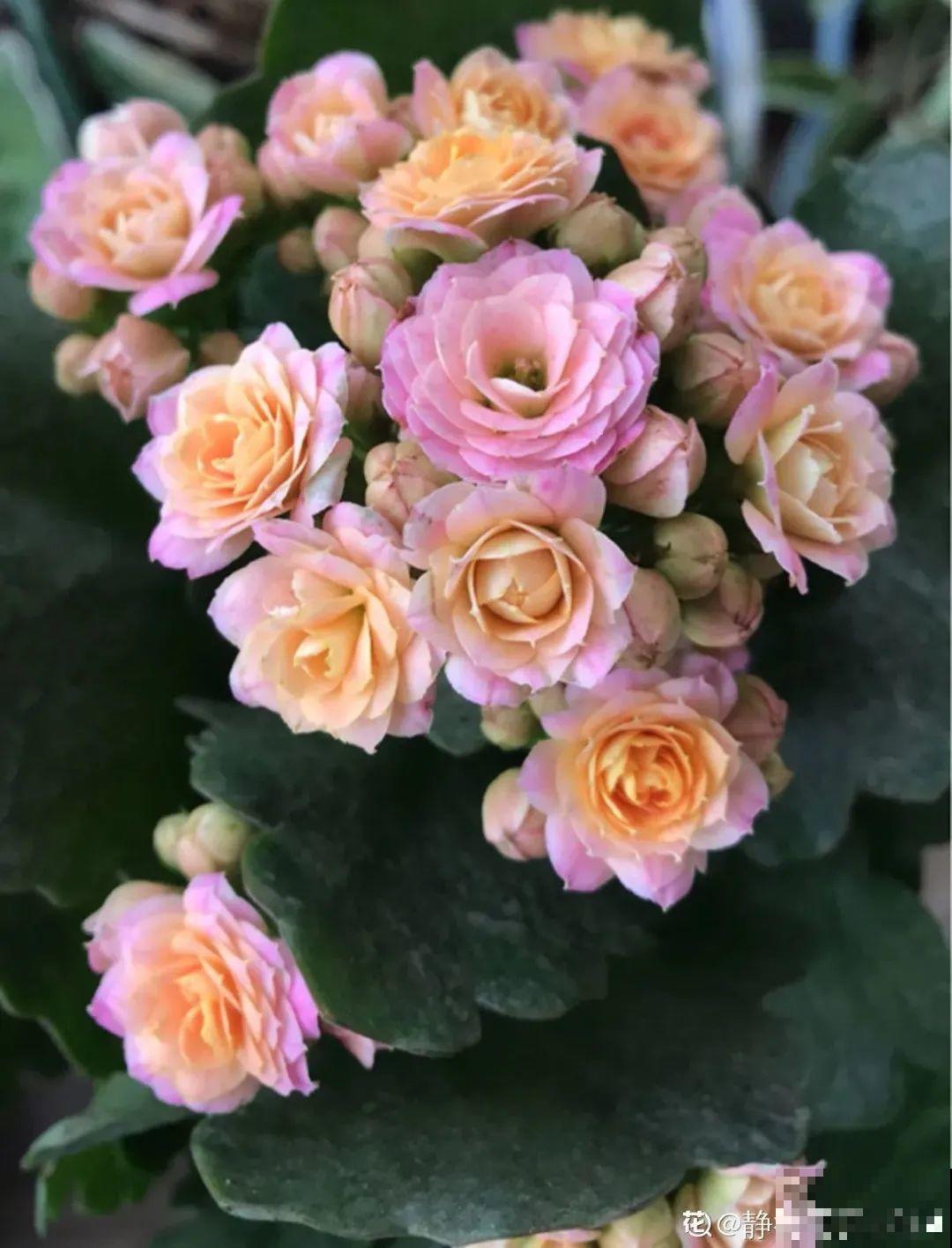 上万块的蟹爪兰，开花像烟花，养过的人不多