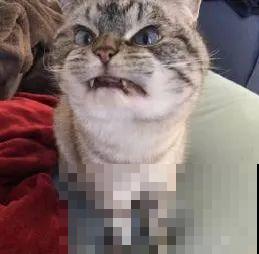 最逗的兰花,开花像人脸,越看越想笑 最逗的兰花,开花像人脸,越看越想笑