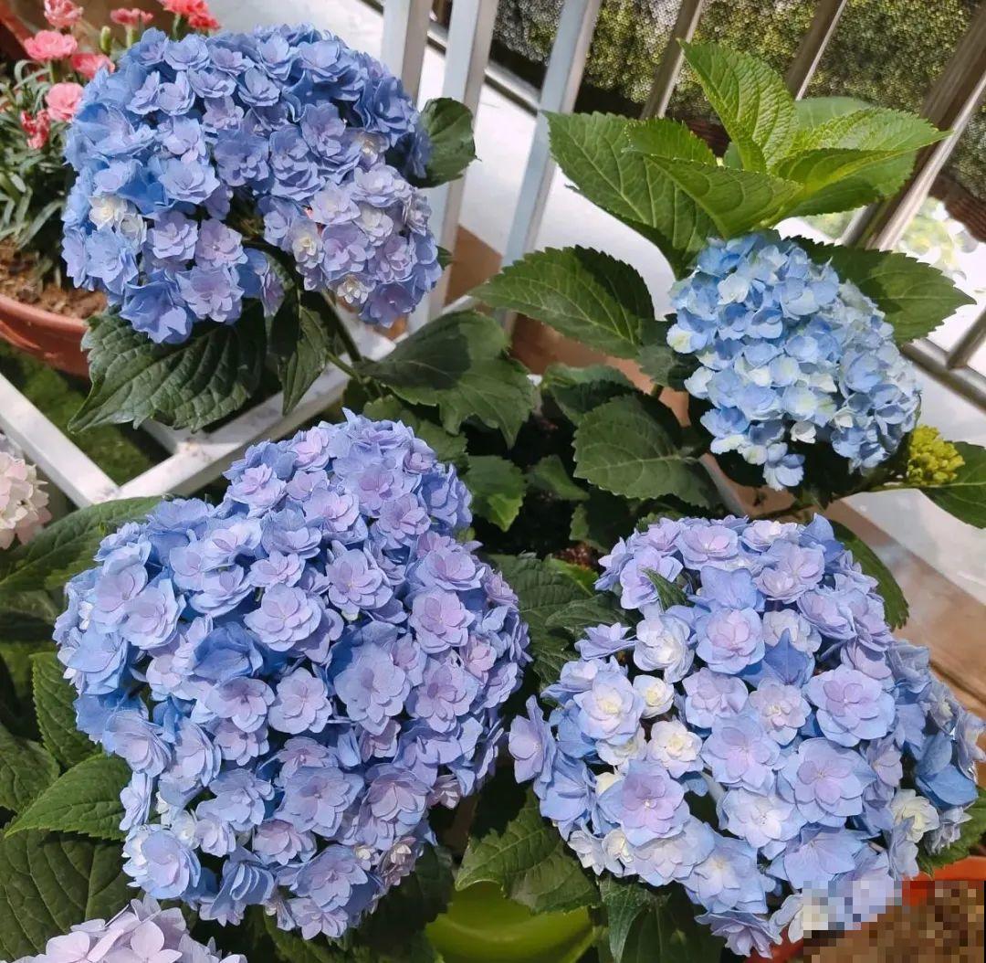 超级耐旱花，整个冬天不浇水，还能胖一圈！