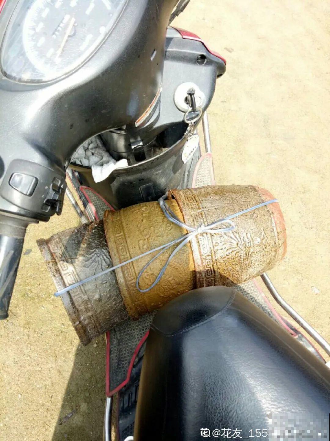 路边别人丢的大花盆，看着眼馋，好想捡回家