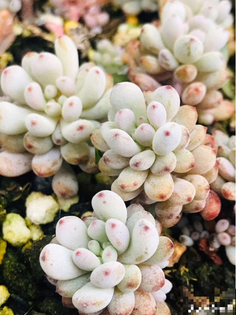 现在这个季节扦插多肉,只要温度合适,反而冬天长更快 现在这个季节扦插多肉,只要温度合适,反而冬天长更快