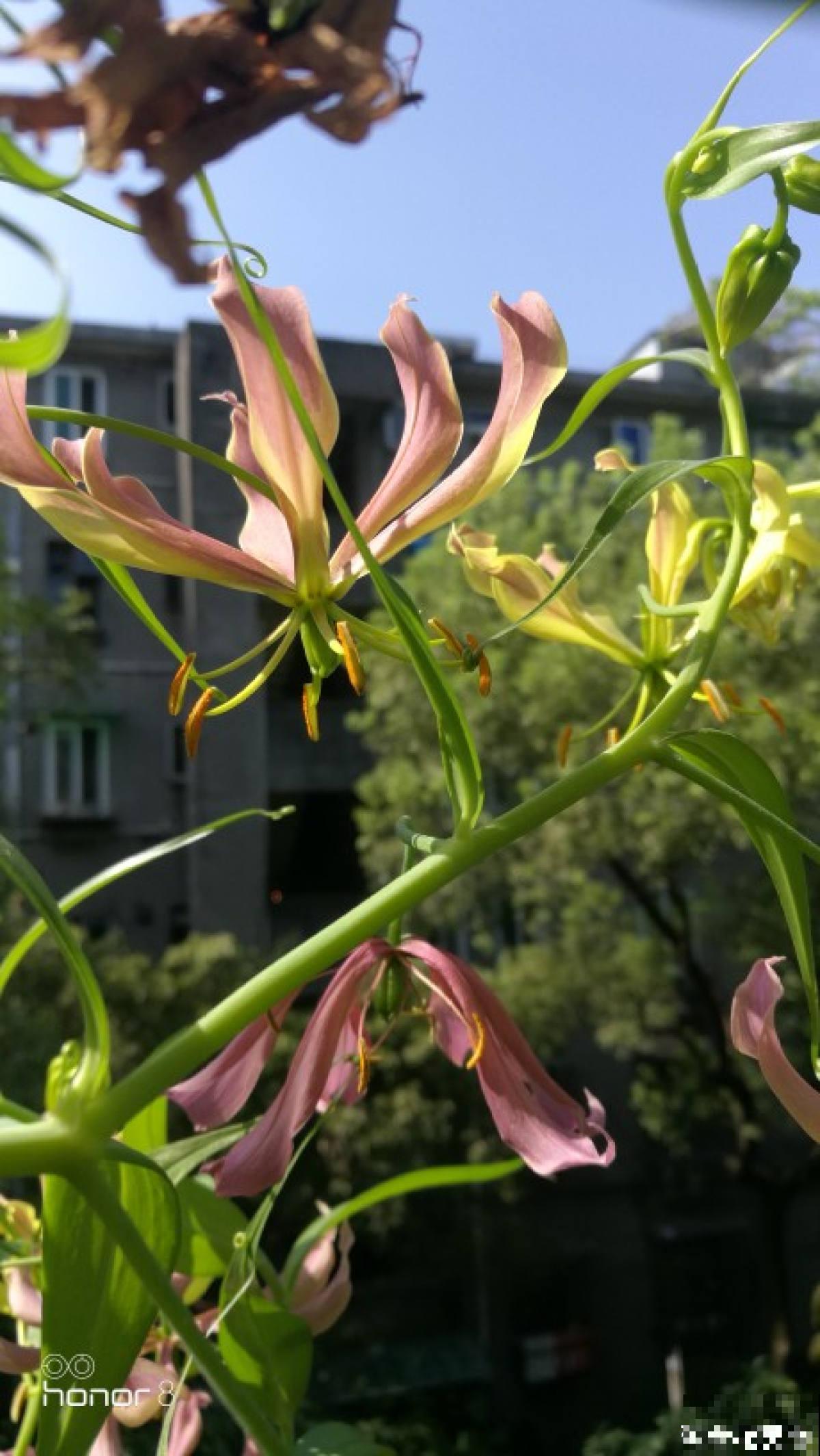 春天养盆“火焰”花，开花红红火火，一年都旺运