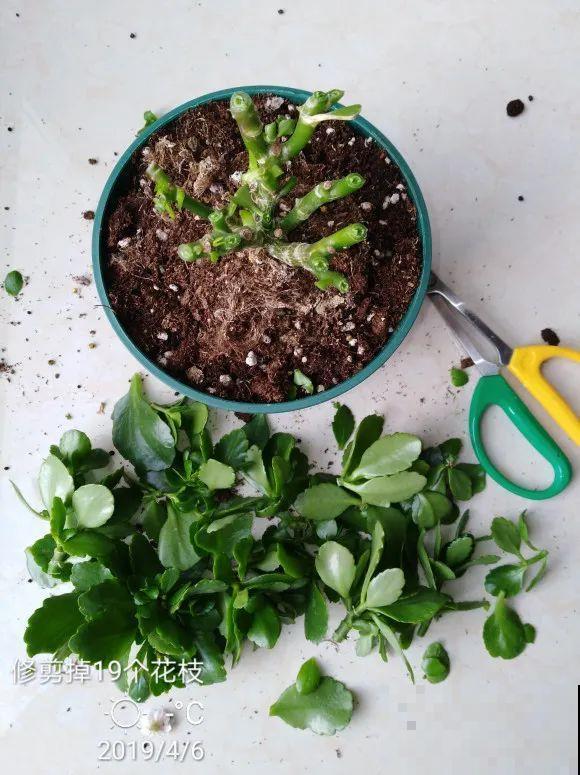 2月养花下狠手，剃光头、撸光叶，越狠越开花！