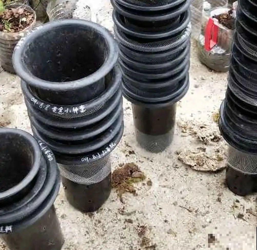 春天给花分株，1盆变成多盆，很快爆盆