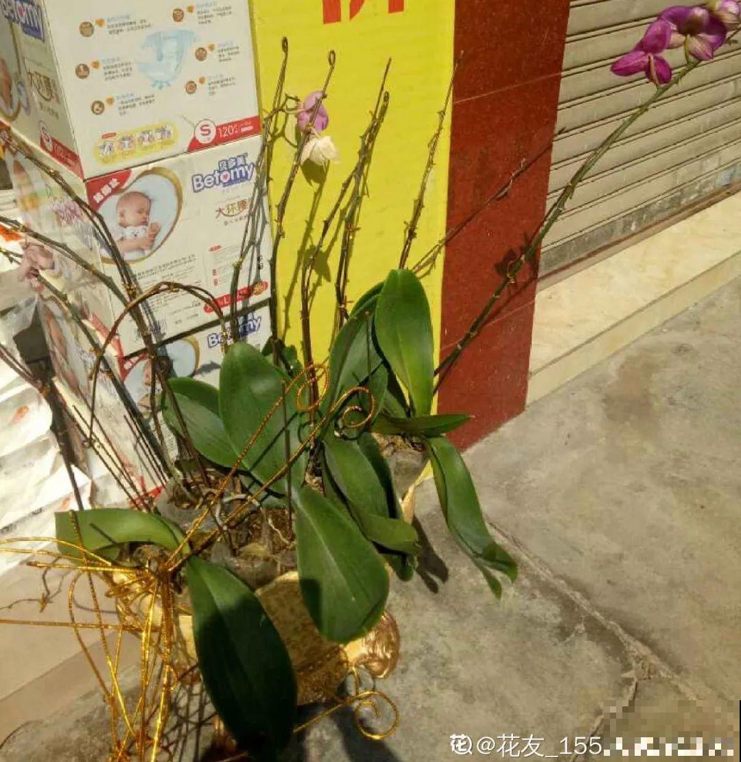 路边别人丢的大花盆，看着眼馋，好想捡回家