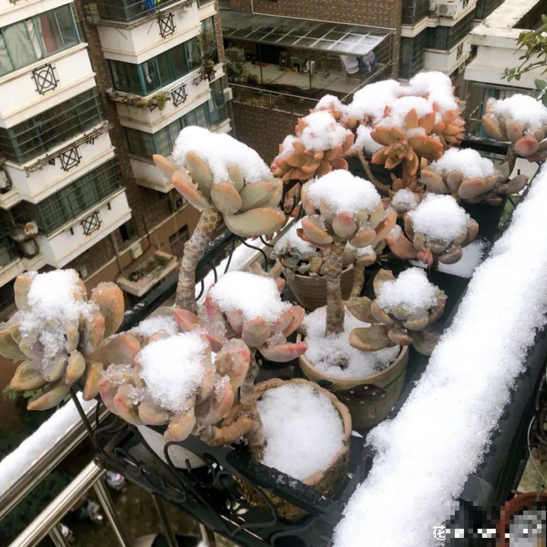 超冷的一年，阳台上都是雪，多肉都成了冻肉