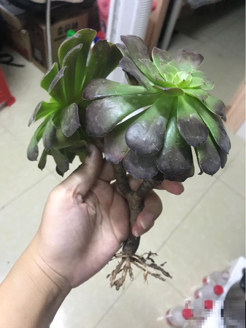 刚买的多肉，根部剪一刀，才能越长越旺盛