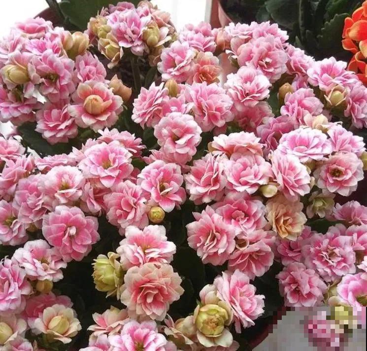 这6种长寿花,颜值高好养护,养一种真的不够! 这6种长寿花,颜值高好养护,养一种真的不够!