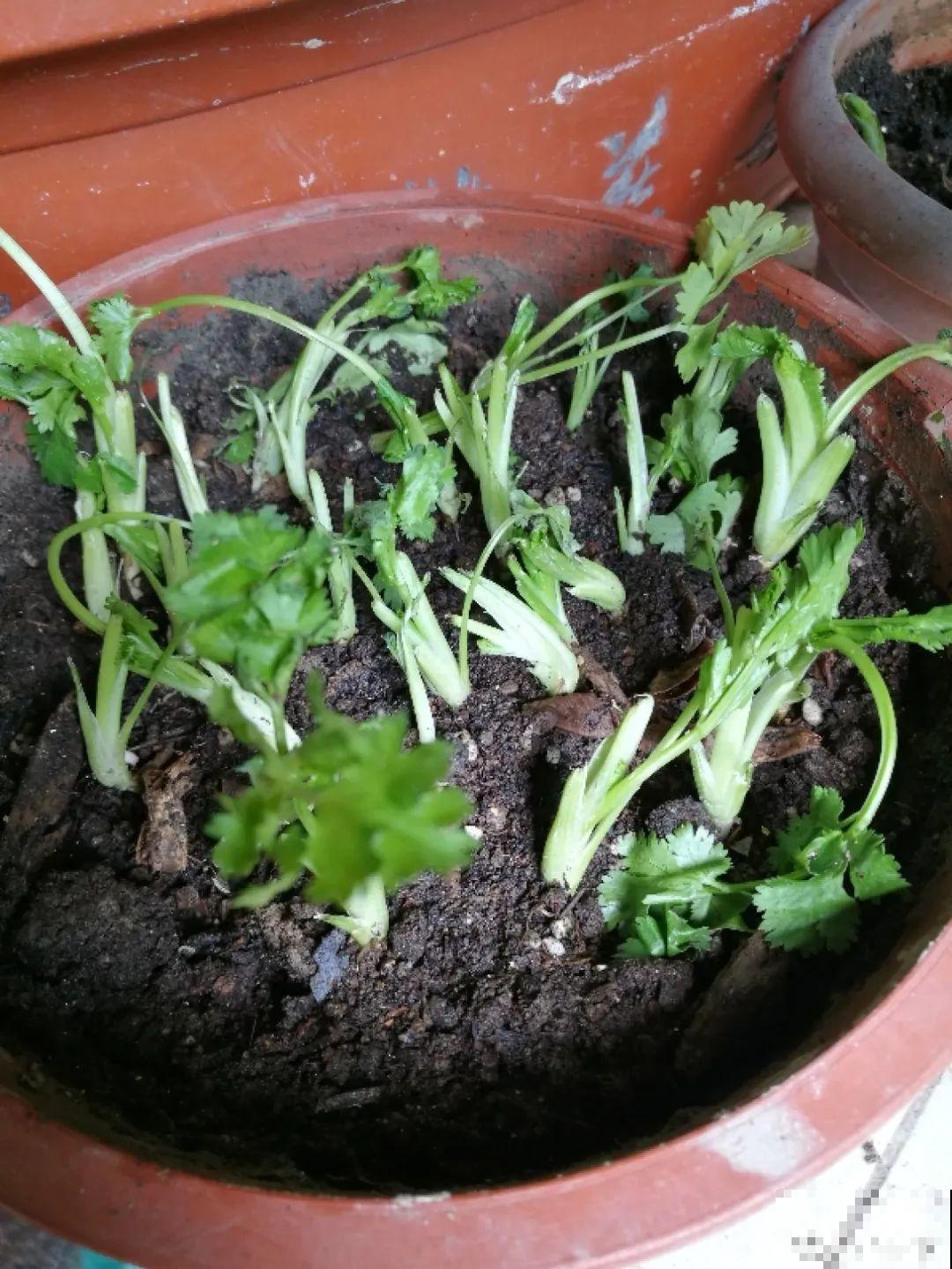 吃完的菜根切下来，埋土里就冒芽，以后不用买菜了！