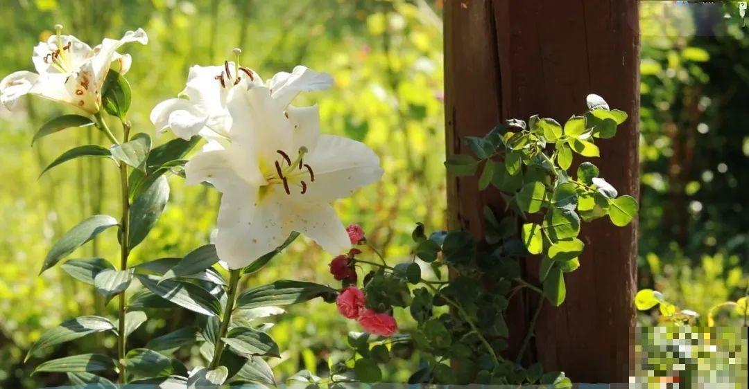 3年的时间，老院子变成大花园，过上塔莎奶奶一样的日子！