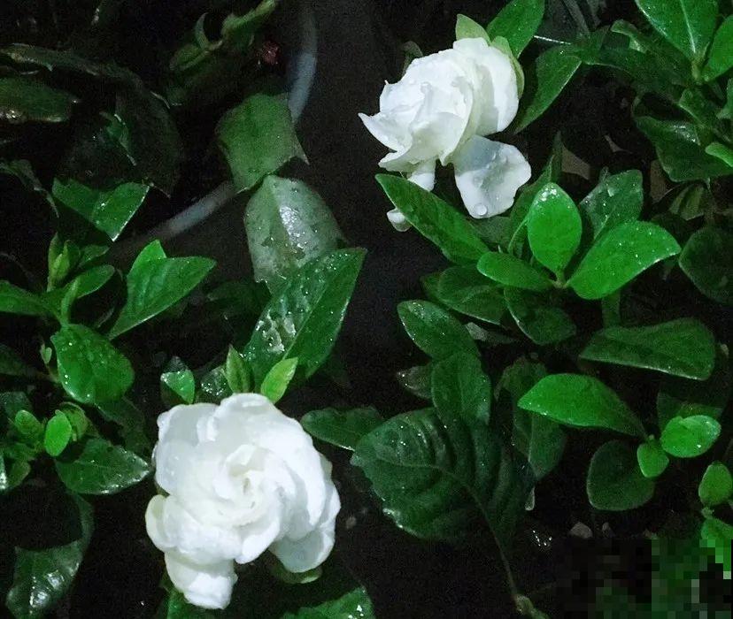 5度以下,常见的21种花必须断水,不然都烂根了 5度以下,常见的21种花必须断水,不然都烂根了