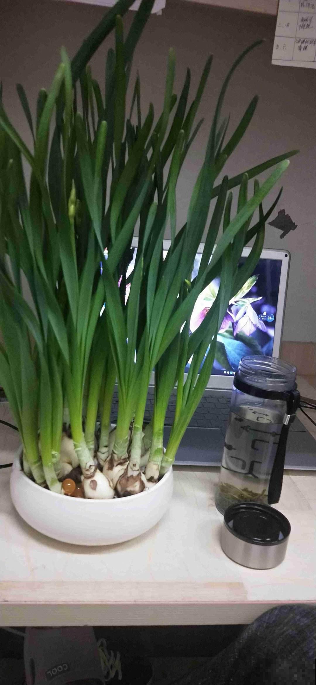 3种花长得像蔬菜，养家里千万不能被误食，容易中毒