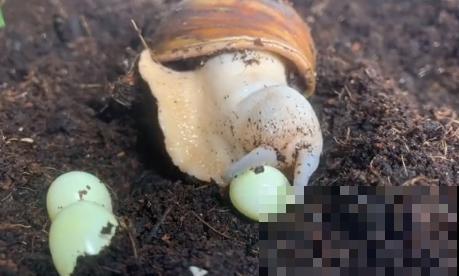 花盆里长了个“蛋”，赶紧换盆，否则必死无疑！