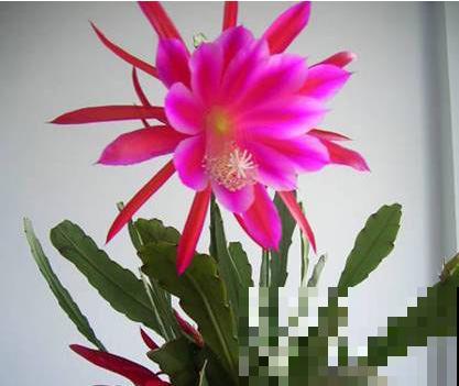 不会养令箭荷花?掌握3个小技巧,花朵又大又鲜艳! 不会养令箭荷花?掌握3个小技巧,花朵又大又鲜艳!