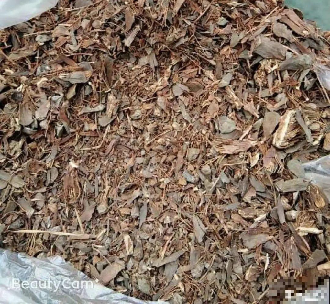 山上松果掉了一地,捡回家一袋子,拿来养花透气性超 山上松果掉了一地,捡回家一袋子,拿来养花透气性超