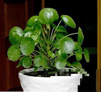 “网红”盆栽镜面草,冬天这样养护,叶子又大又圆! “网红”盆栽镜面草,冬天这样养护,叶子又大又圆!