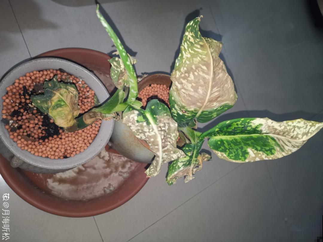 常见的20种花，赶紧搬进屋，再不管就冻死了