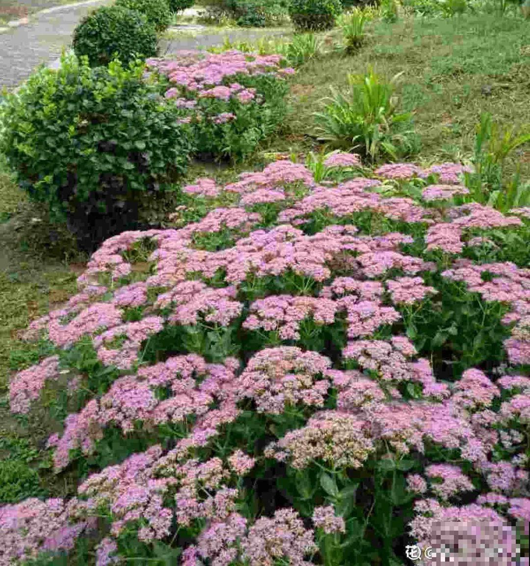 5种多肉,开花不会死,反而活得更久 5种多肉,开花不会死,反而活得更久