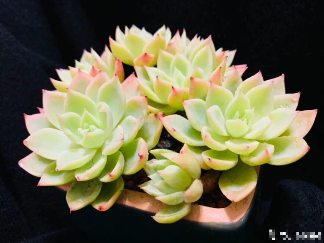 小阳台也能养多肉，一尺一寸，都是繁华！