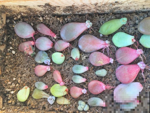 养多肉这样叶插！快速生根，轻松繁殖一大片！