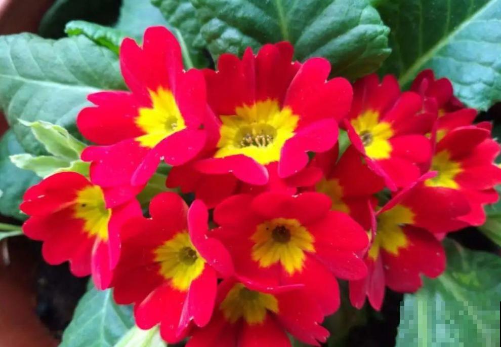 报春花是春天的信使,清新又可爱,掌握养护技巧才能养得好! 报春花是春天的信使,清新又可爱,掌握养护技巧才能养得好!