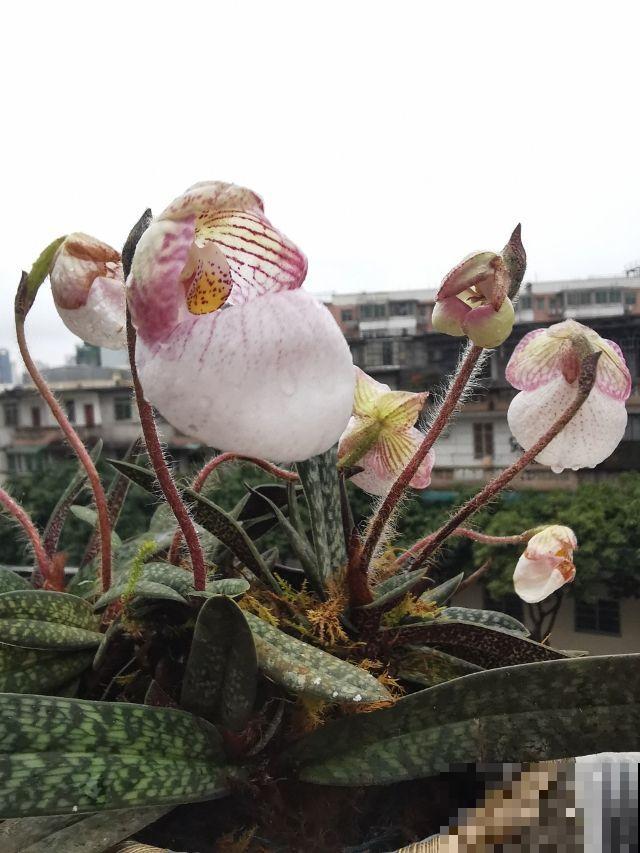 1种花像个“笼子”，还能吃虫子，越看越想笑