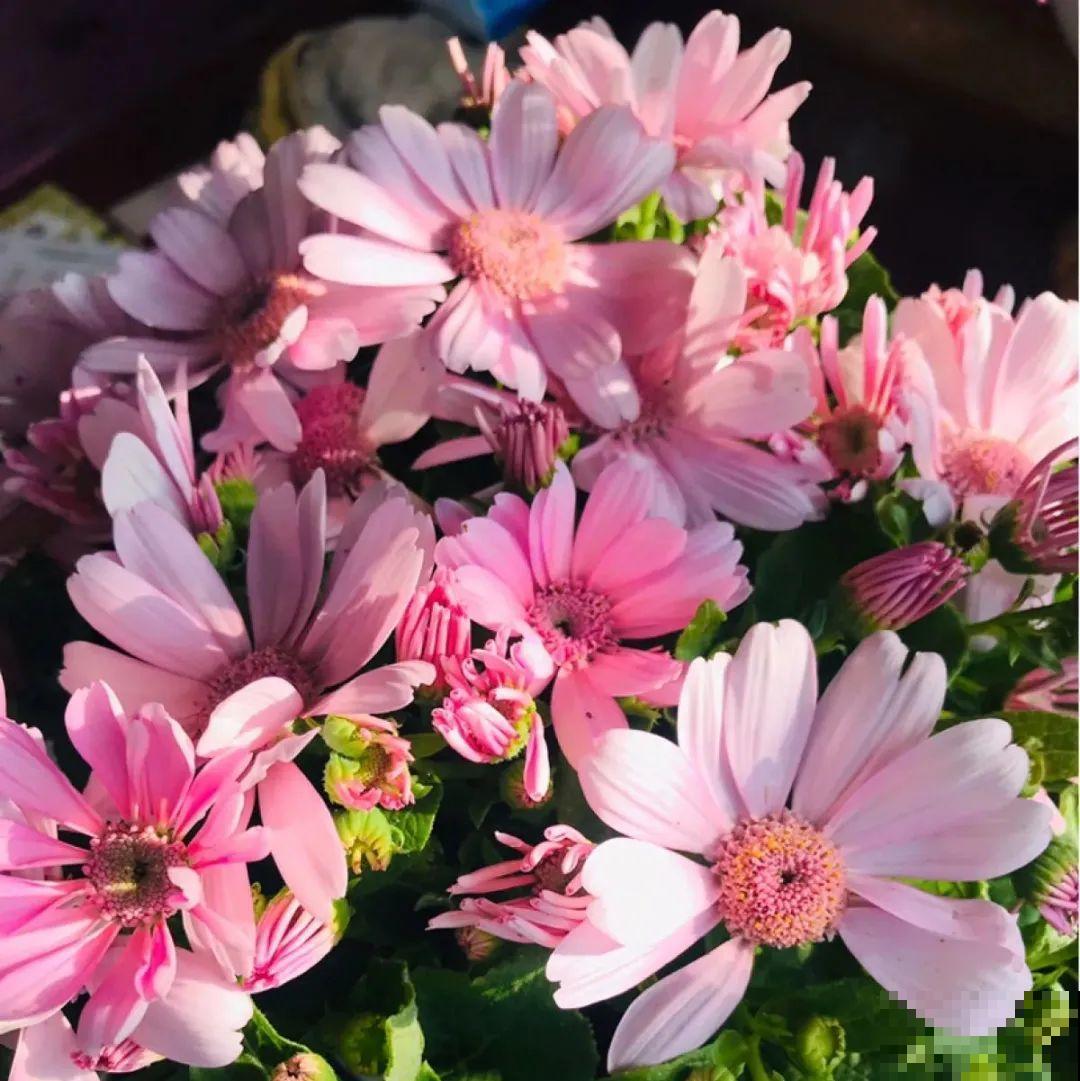 长寿花开完第一茬，赶紧剪掉，20天后又能开花