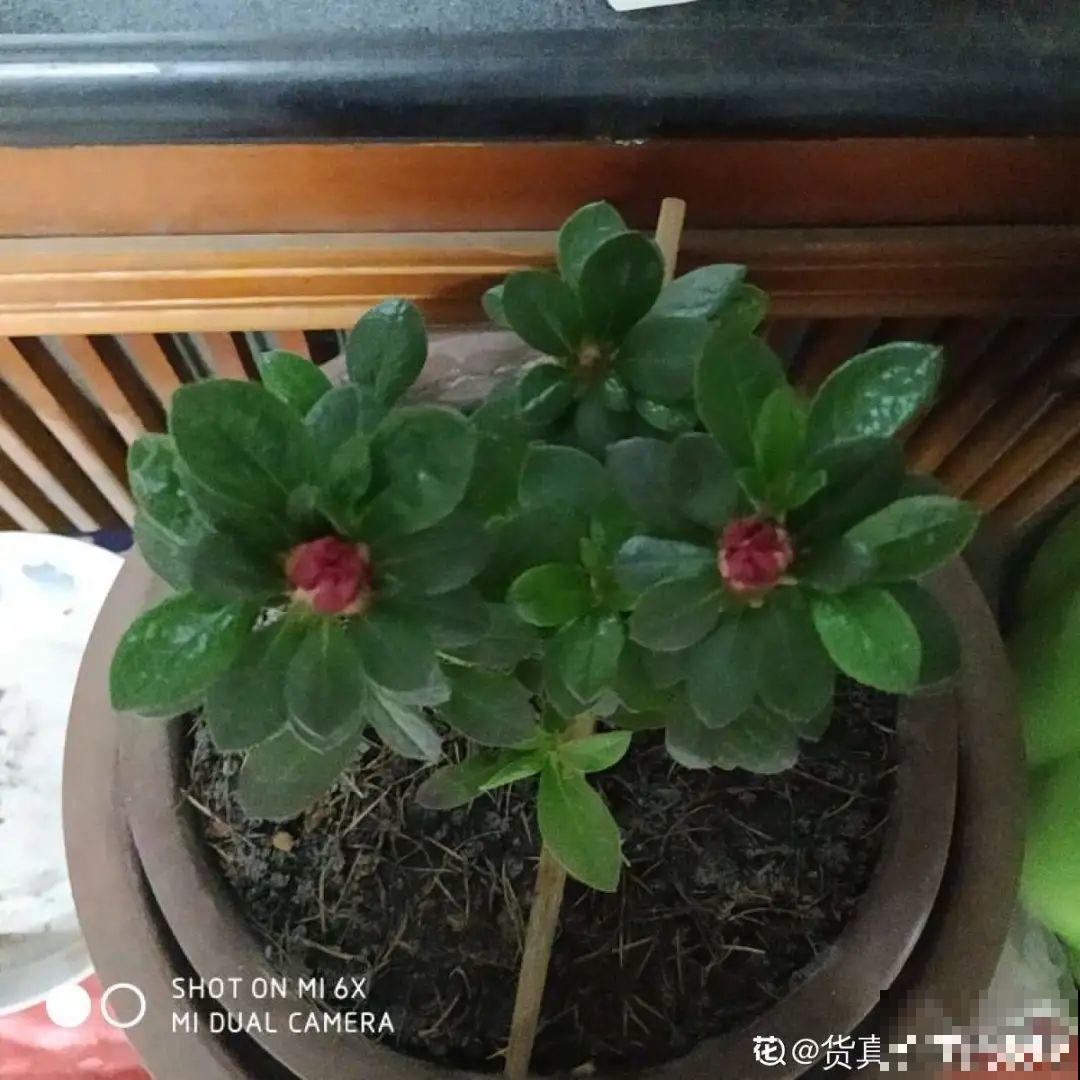 现在扦插超好活，剪根枝，捂3天，冒出狗牙根！