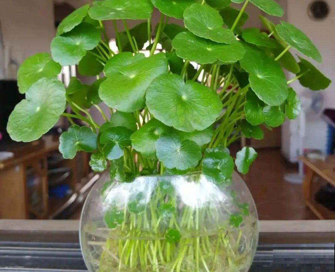 选不对花盆，啥花都被你养死了！