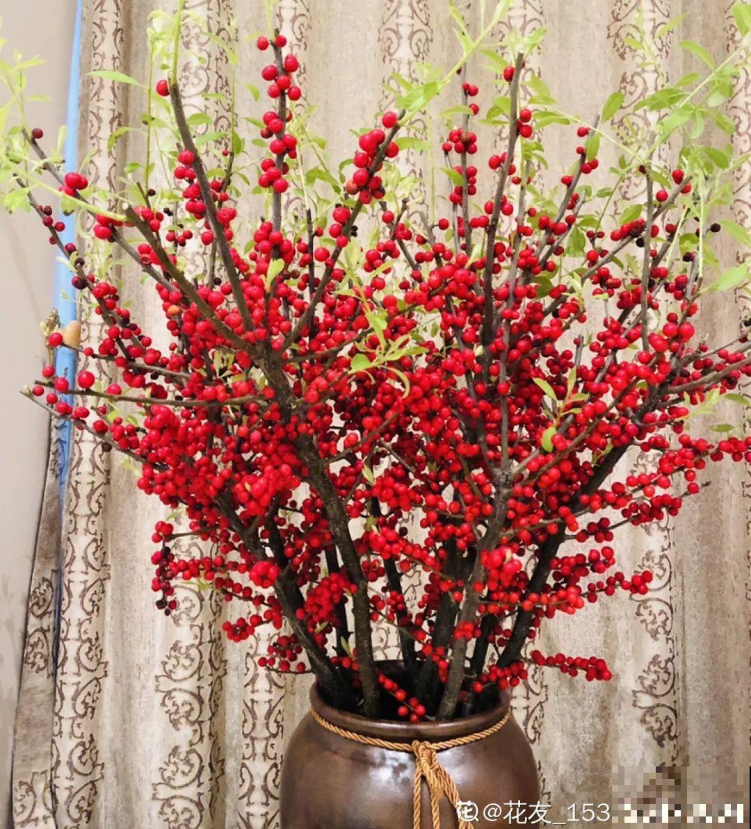 2020年的网红花，养过一半就是大神，你养过几种？