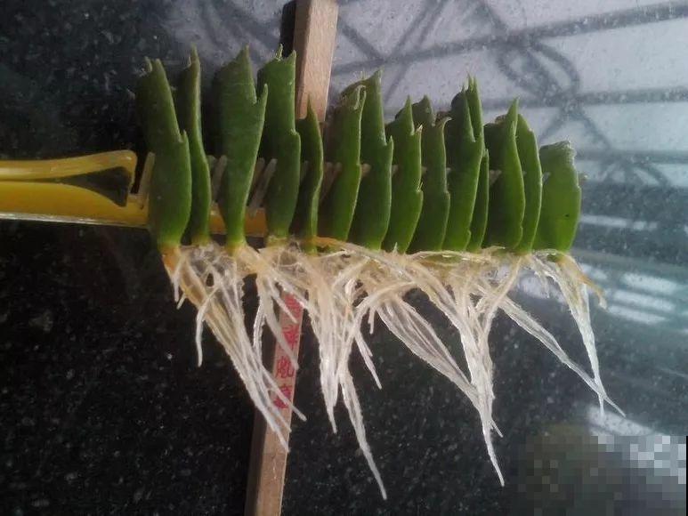 养护蟹爪兰,要注意8个要点,才能开出仙气飘飘花 养护蟹爪兰,要注意8个要点,才能开出仙气飘飘花