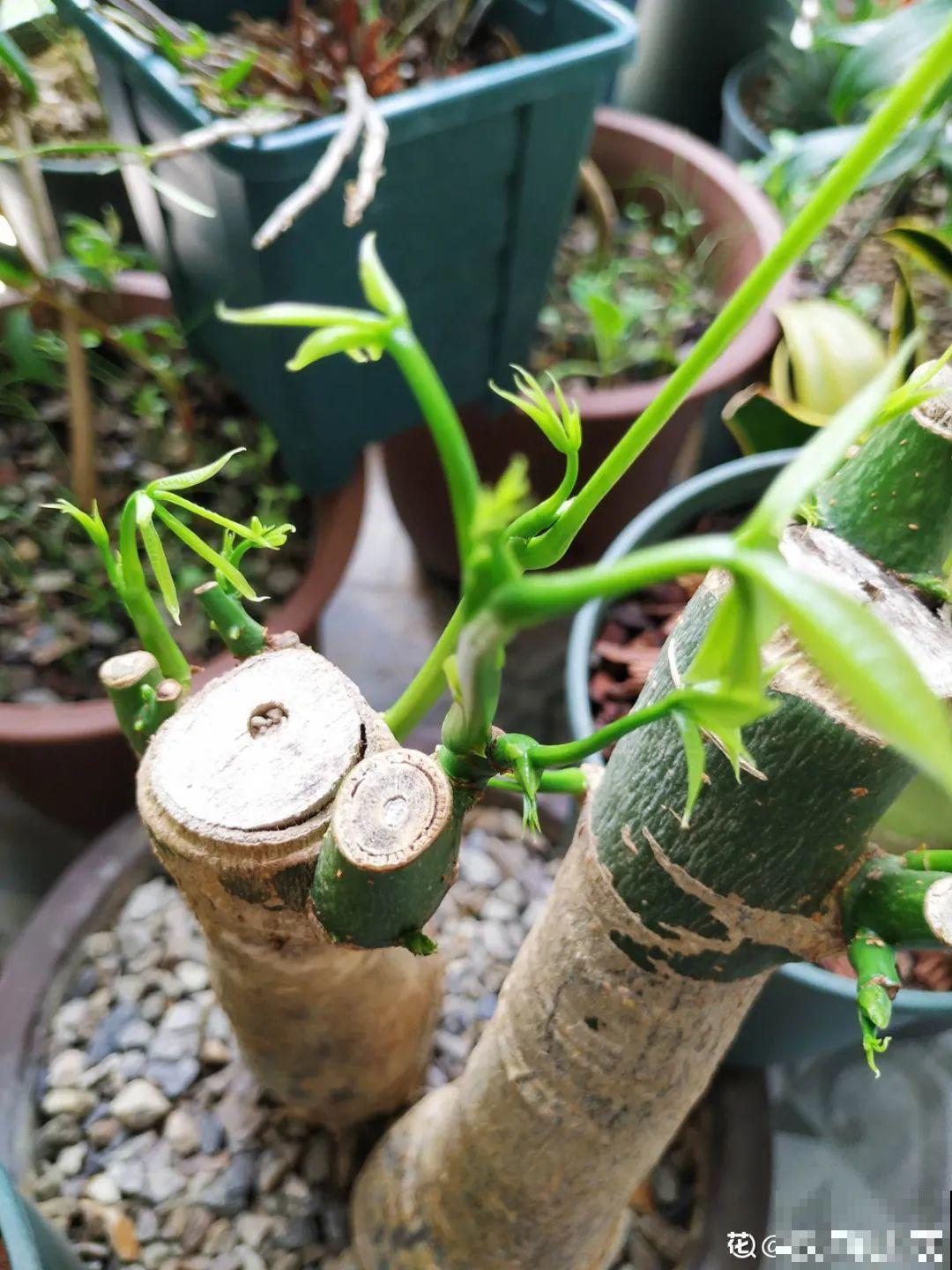 2月养花下狠手，剃光头、撸光叶，越狠越开花！