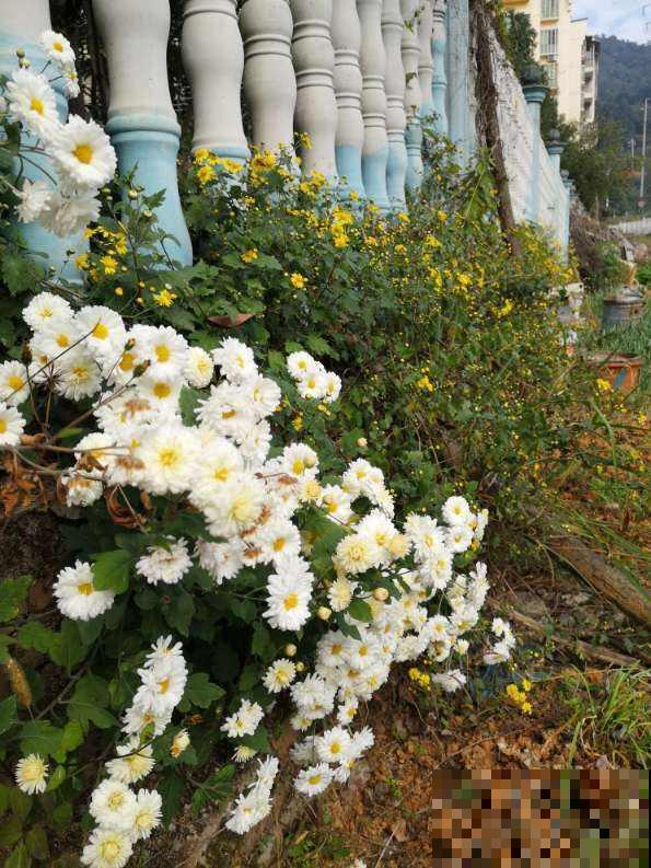 新手买花，要注意4个方面，才能选到好花