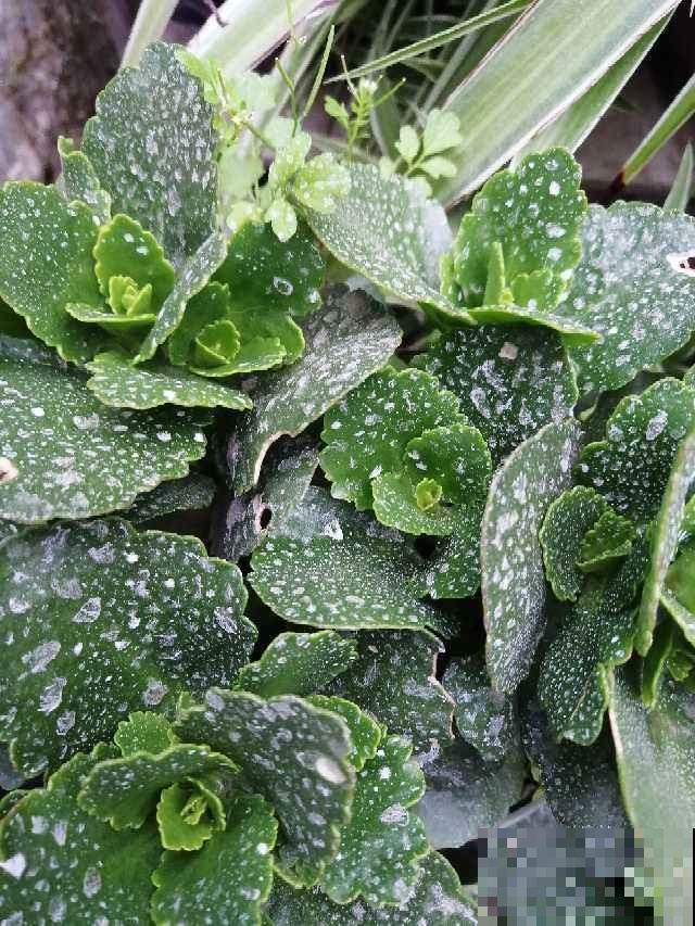 怎样用磷酸二氢钾，才能让植物爆开花？记住3点太重要！